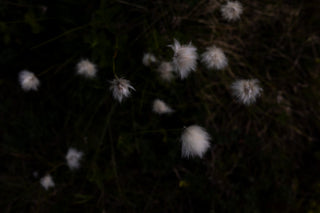 White fluffy cotton-cotton flowers on thin stems against a very dark, near-black natural background.